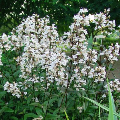 Penstemon digitalis '' beardtongue from North Creek Nurseries