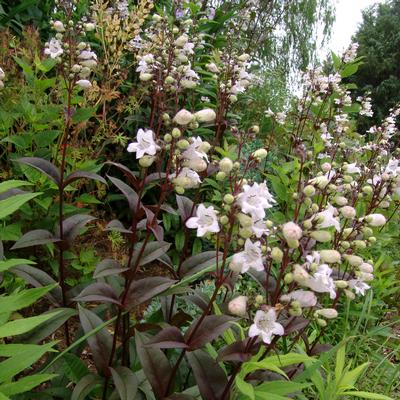 Penstemon digitalis 'Husker Red' beardtongue from North Creek Nurseries