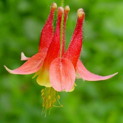 Aquilegia canadensis 'Little Lanterns' dwarf wild columbine from North Creek Nurseries