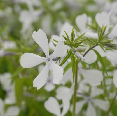 Phlox divaricata 'May Breeze' woodland phlox from North Creek Nurseries