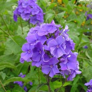garden phlox