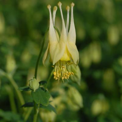 Aquilegia canadensis 'Corbett' wild columbine from North Creek Nurseries