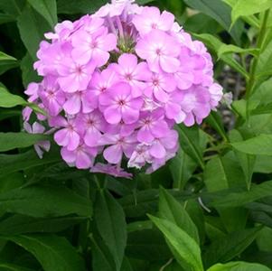 garden phlox
