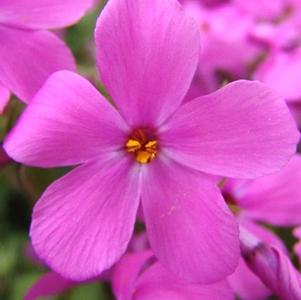 creeping phlox