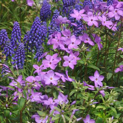 Phlox stolonifera 'Sherwood Purple' creeping phlox from North Creek Nurseries