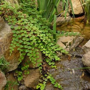 Rubus calycinoides '' creeping raspberry from North Creek Nurseries