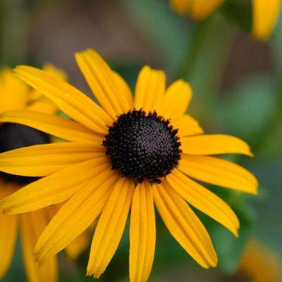 orange coneflower