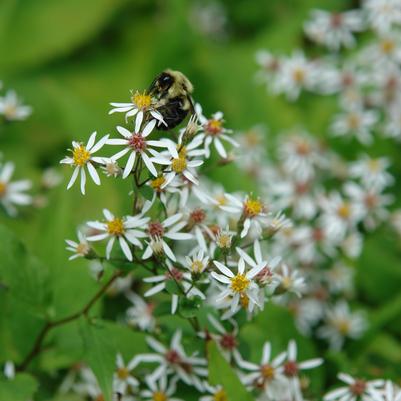 white wood aster