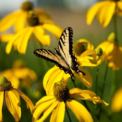 Rudbeckia laciniata 
