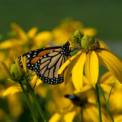 cutleaf coneflower