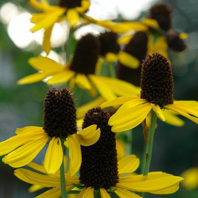 Rudbeckia maxima '' great coneflower from North Creek Nurseries