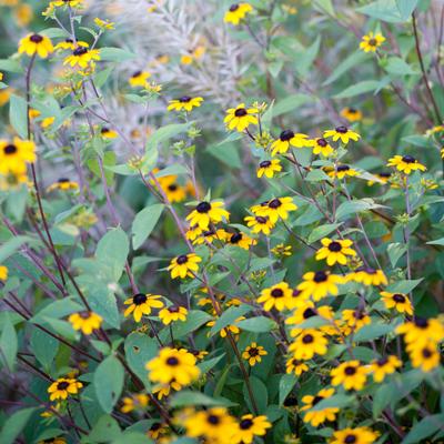 Rudbeckia triloba '' three-lobed coneflower from North Creek Nurseries