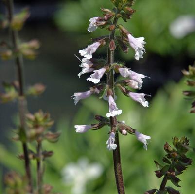 Salvia lyrata Purple Knockout