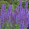 Salvia nemorosa 'Blue Hill' garden sage from North Creek Nurseries