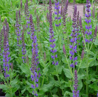 Salvia nemorosa 'Blue Hill' garden sage from North Creek Nurseries