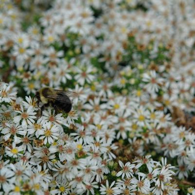 white heath aster