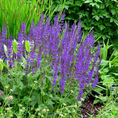 Salvia nemorosa 'May Night' garden sage from North Creek Nurseries