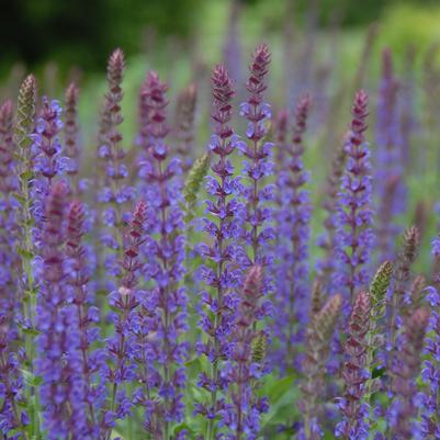 Salvia nemorosa 'East Friesland'