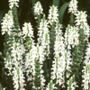 Salvia nemorosa 'Snow Hill' garden sage from North Creek Nurseries