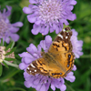 Scabiosa columbaria 'Butterfly Blue' pincushion flower from North Creek Nurseries
