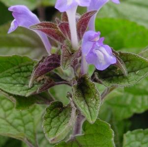 heartleaf skullcap