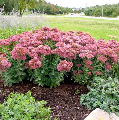 Sedum telphinum Autumn Joy