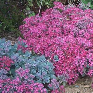 Sedum cauticolum 'Lidakense' stonecrop from North Creek Nurseries