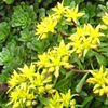 Sedum floriferum 'Weihenstephaner Gold' stonecrop from North Creek Nurseries