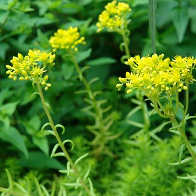 Sedum kamtschaticum var. floriferum 'Weihenstephaner Gold'