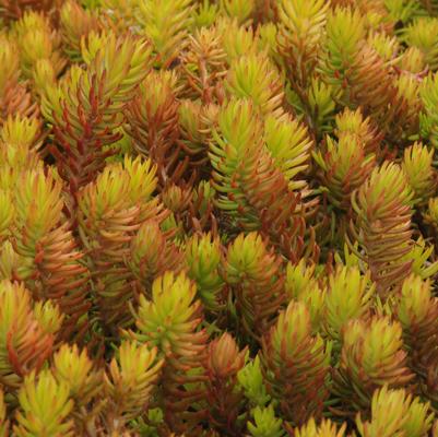 Sedum rupestre 'Angelina' stonecrop from North Creek Nurseries