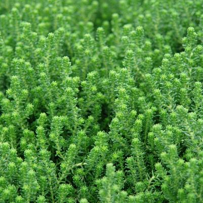 Sedum sexangulare 