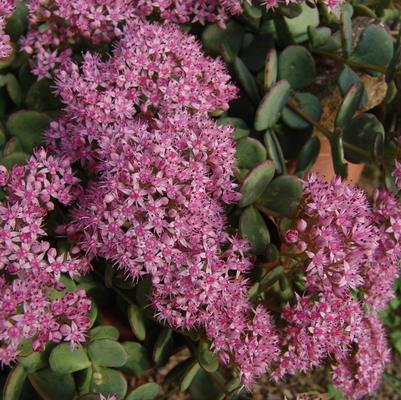 Sedum sieboldii '' stonecrop from North Creek Nurseries