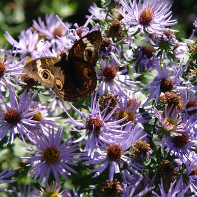 Aster laevis 'Bluebird'