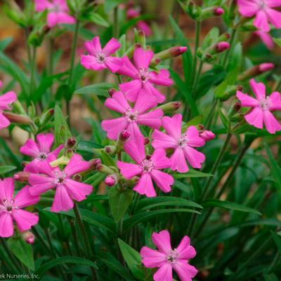 Silene caroliniana var. wherryi 'Short and Sweet' wild pinks from North Creek Nurseries