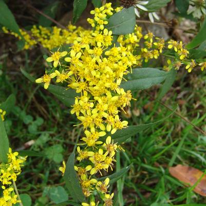 Solidago caesia '' bluestem goldenrod from North Creek Nurseries