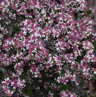 Aster lateriflorus 'Lady in Black'