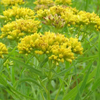 Solidago graminifolia '' grass-leaved goldenrod from North Creek Nurseries