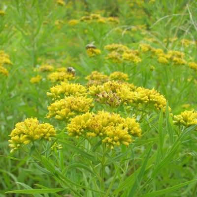 Solidago graminifolia '' flat-top goldenrod from North Creek Nurseries