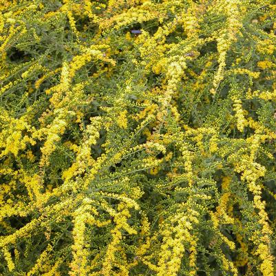 Solidago rugosa 'Fireworks'