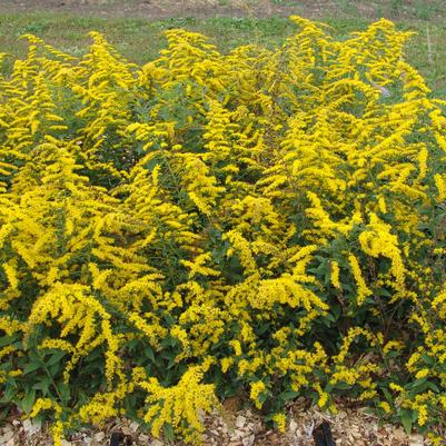 Solidago sphacelata 'Golden Fleece'