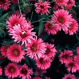 New England aster