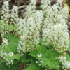 Tiarella cordifolia '' foamflower from North Creek Nurseries