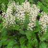 Tiarella cordifolia 'Brandywine' foamflower from North Creek Nurseries