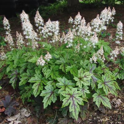 Tiarella 'Elizabeth Oliver' foamflower from North Creek Nurseries