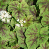 Tiarella cordifolia 'Running Tapestry' foamflower from North Creek Nurseries