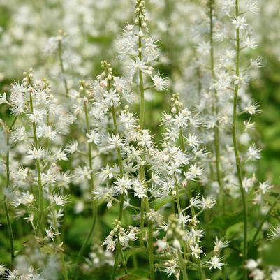 Tiarella cordifolia Running Tapestry - foamflower