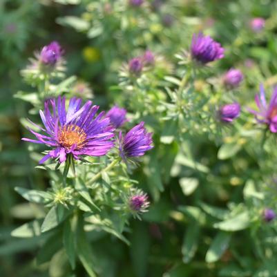 Aster novae-angliae 'Purple Dome' New England aster from North Creek Nurseries