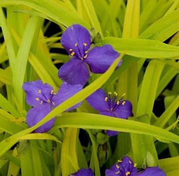 Tradescantia 'Sweet Kate' spiderwort from North Creek Nurseries