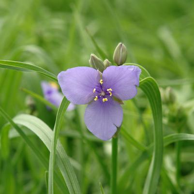 Tradescantia ohiensis 
