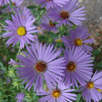 Aster oblongifolius 'October Skies' aromatic aster from North Creek Nurseries